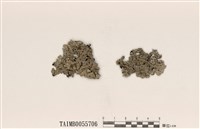 藏品(臺灣歧根梅衣)的圖片